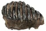 Southern Mammoth Partial Upper M Molar - Hungary #200790-4